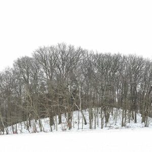 waldrand2_druck_1434121458
